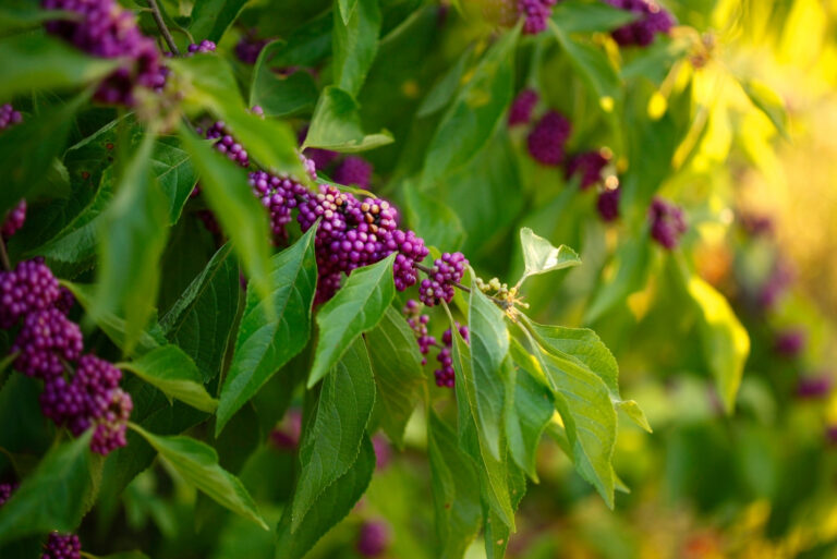 bush (featured image)