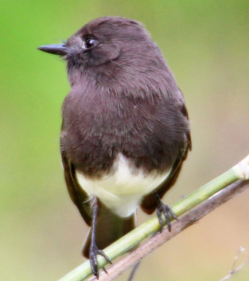 Black Phoebe: The Water-Loving Flycatcher
