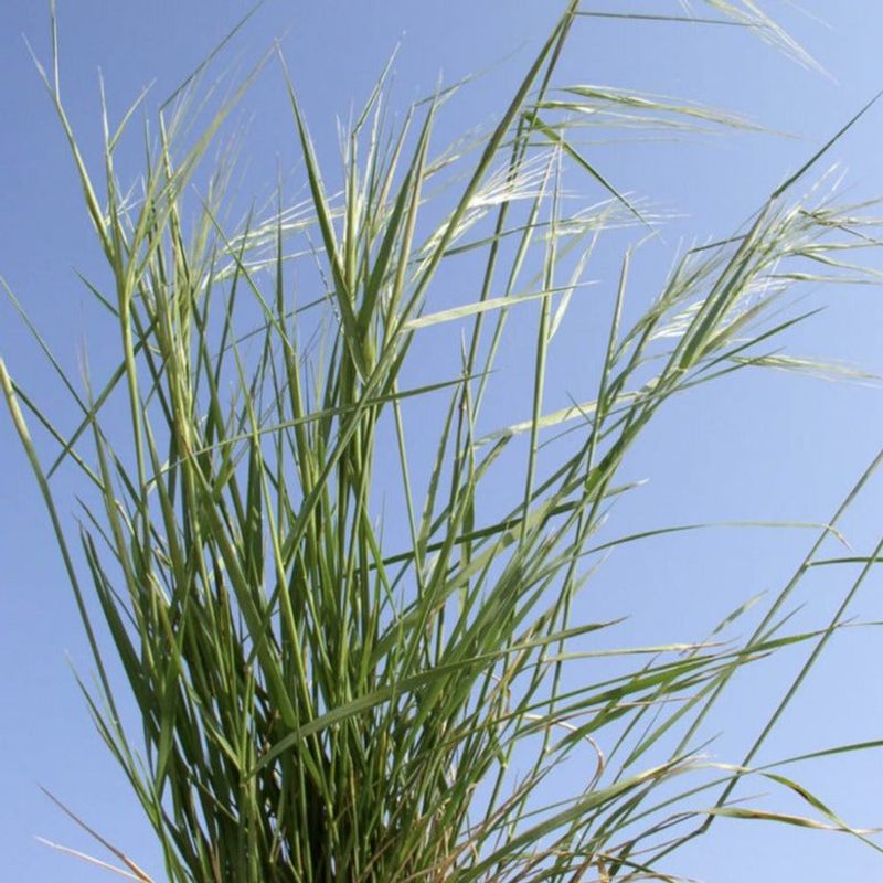 Texas Wintergrass Offers Early Season Interest