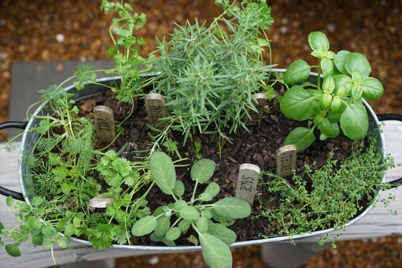 Year-Round Herbs