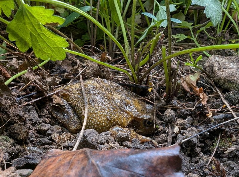 Toads Feast On Slugs And Snails