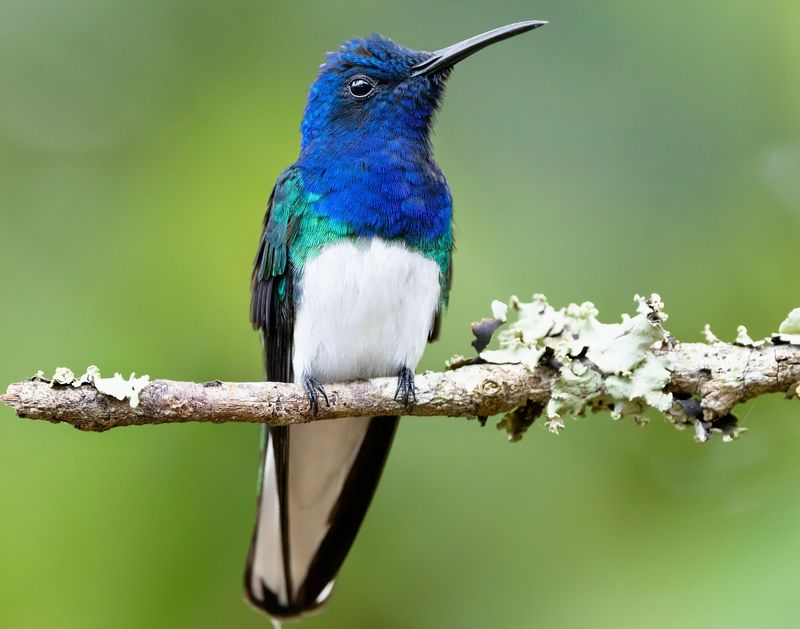 Hummingbirds