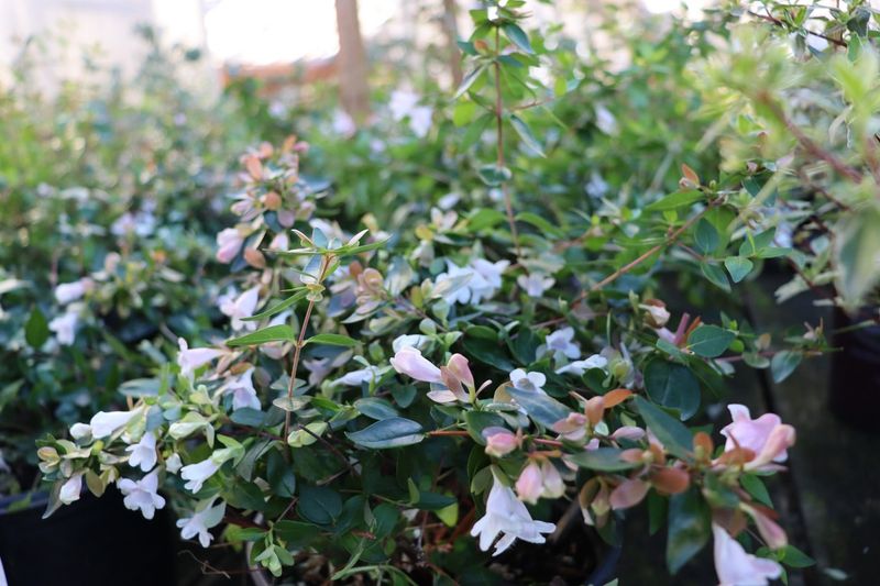Glossy Abelia