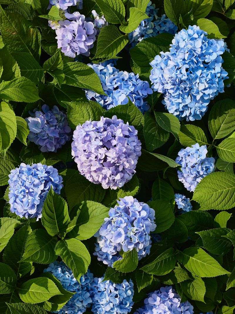 Hydrangea Heartbreak