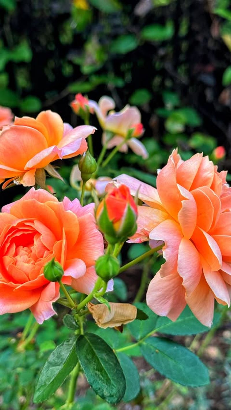 Roses That Need Rest