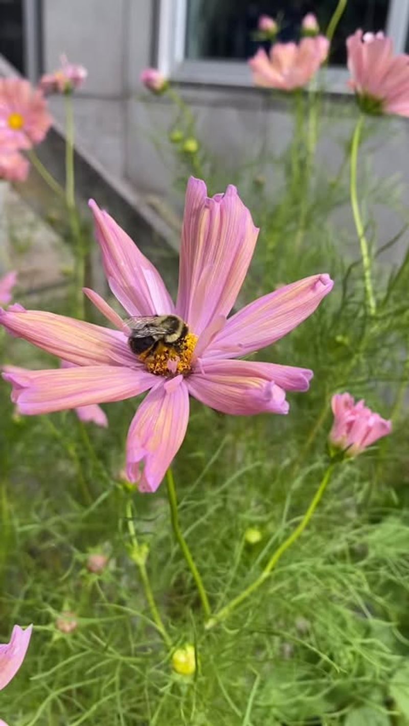 Drought-Tolerant Cosmos