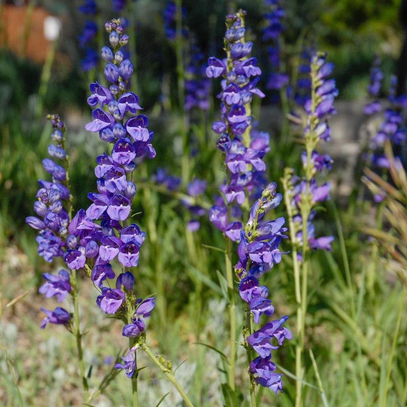 Stunning Rocky Mountain Penstemon