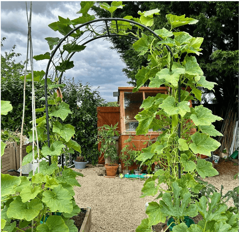 Citrus Archways In Orlando Edible Gardens