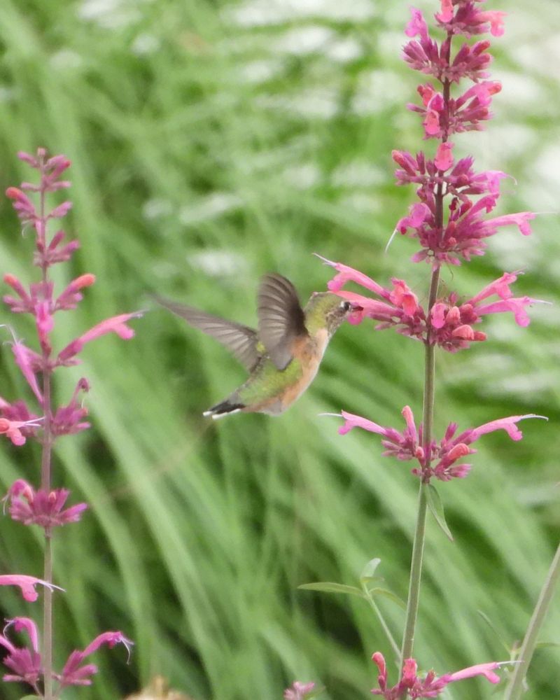 Invite Fellow Pollinators Too