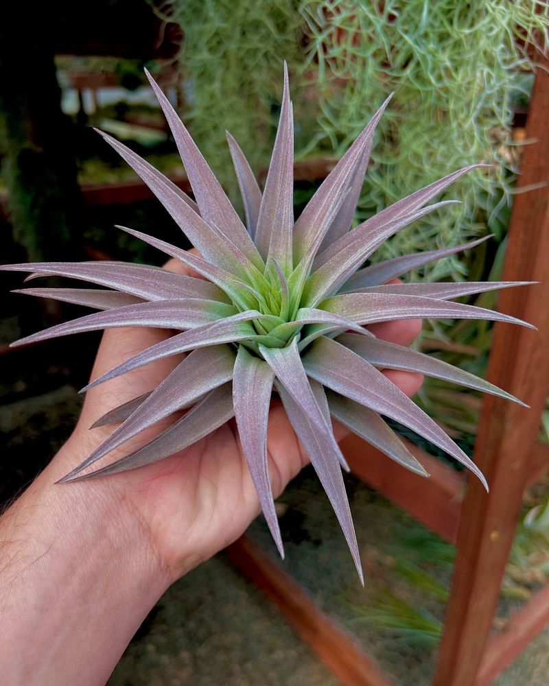 Self-Watering Air Plants