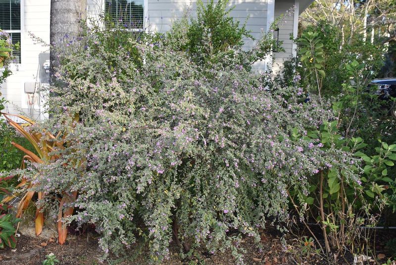 Drought-Resistant Survivor With Perfect Timing