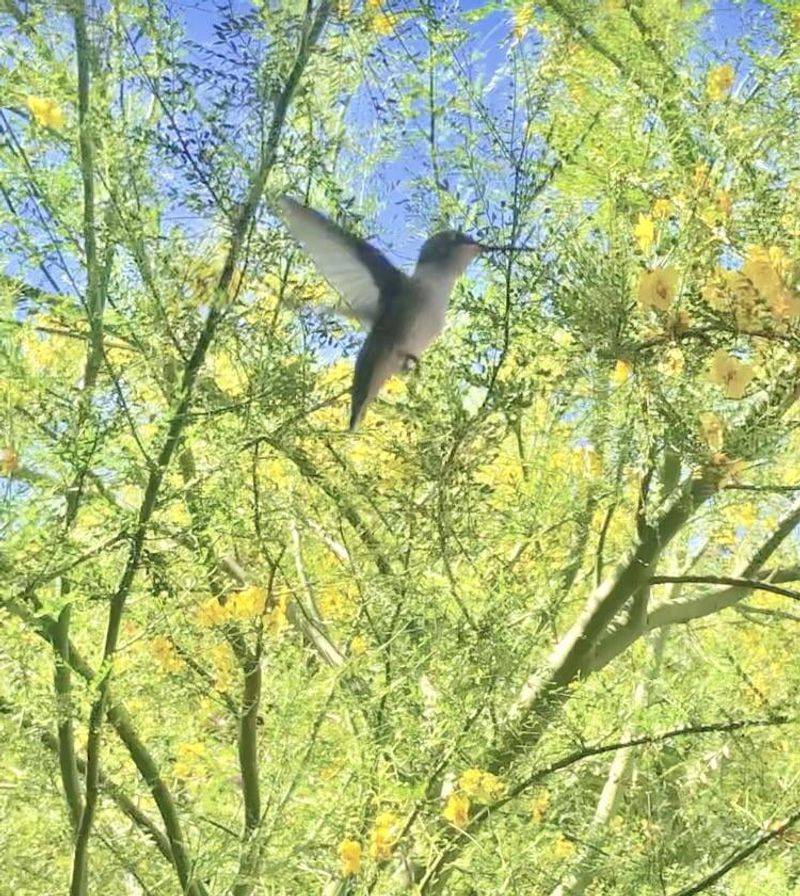 Hummingbird Haven