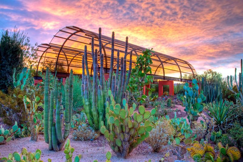 Sonoran Desert Nature Loop: Living Ecosystem