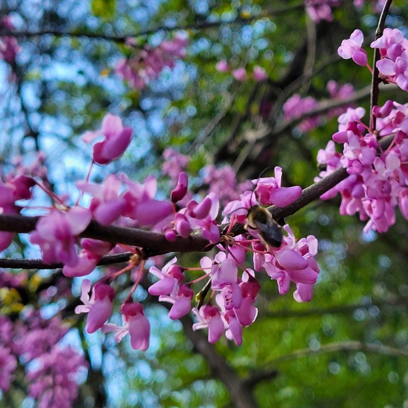 Eastern Redbud