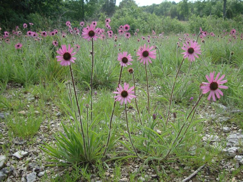Tennessee Coneflower