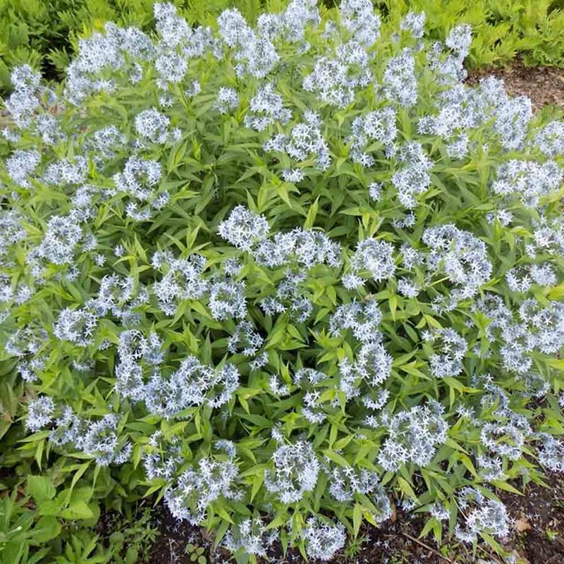 Amsonia (Blue Star)