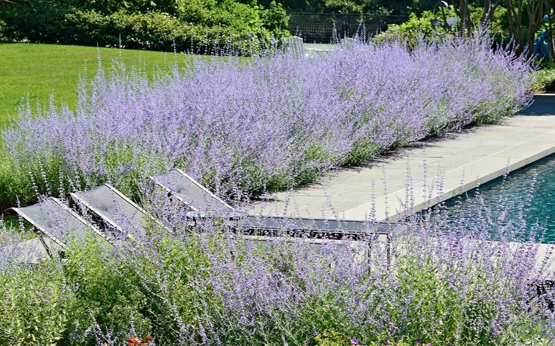 Russian Sage (Perovskia atriplicifolia)