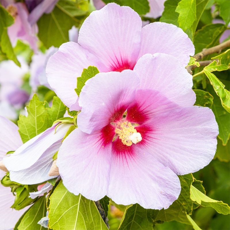 Rose of Sharon: Tropical-Looking Blooms in Tough Package