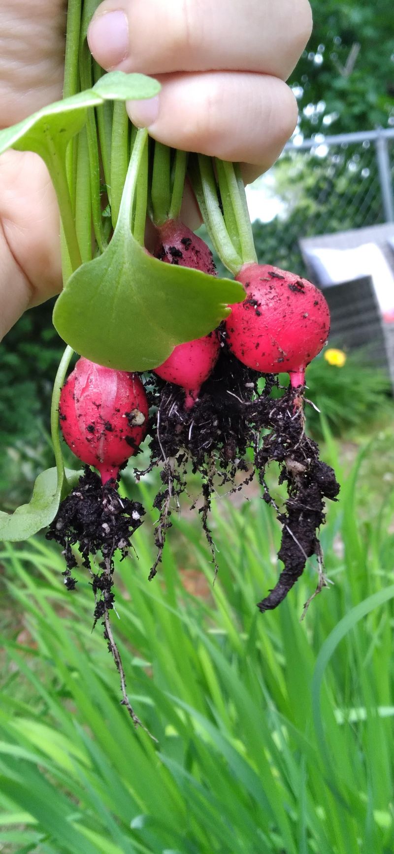 Radishes