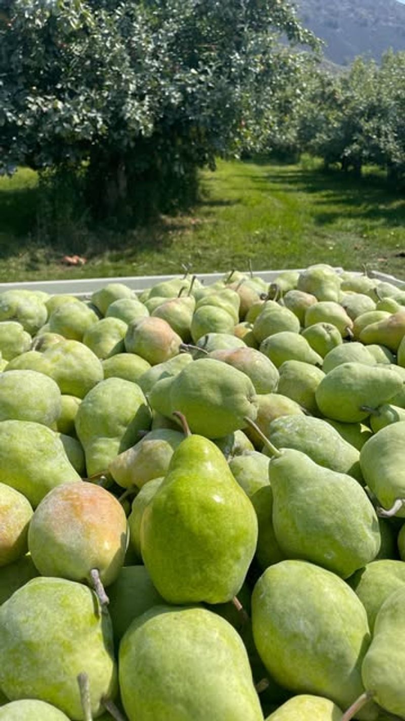 Pears: The Fruit That Ripens In Storage