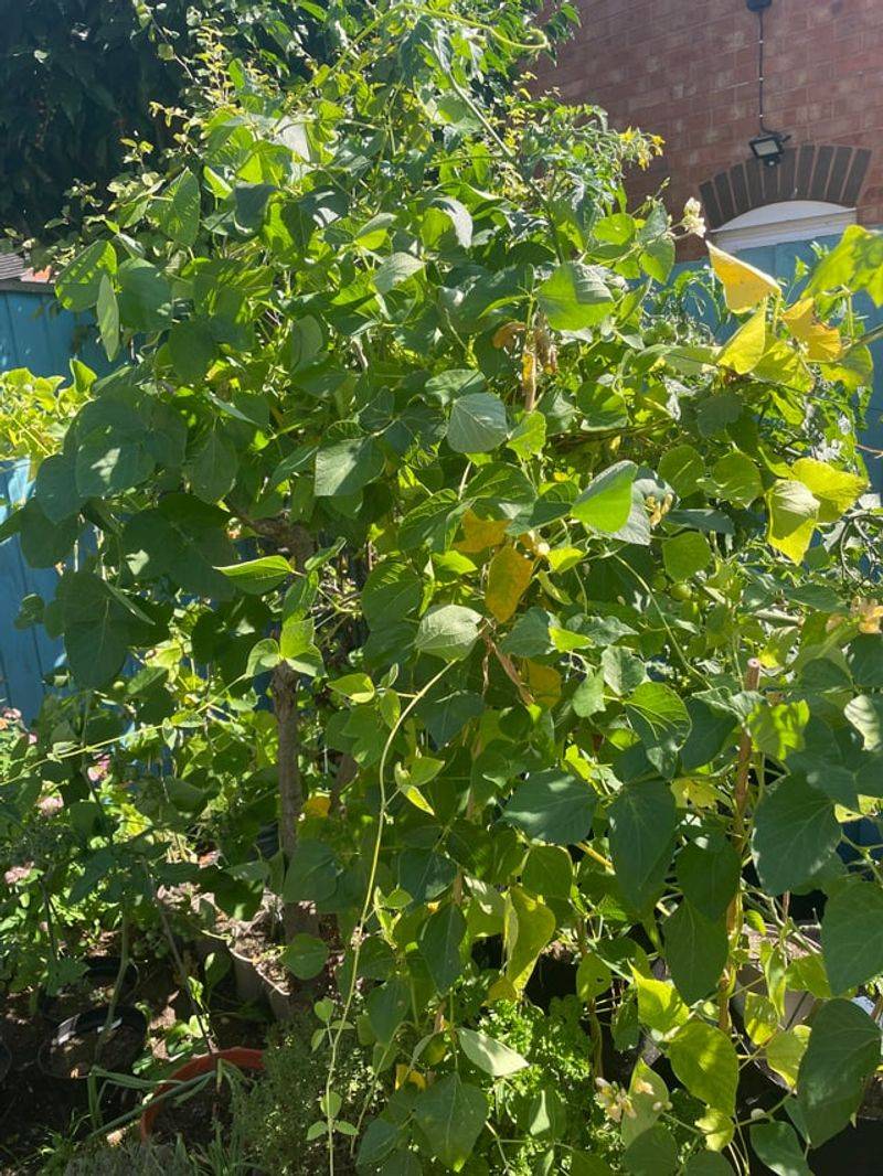 Fennel and Beans