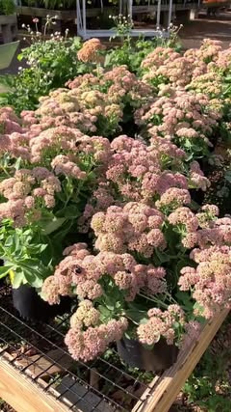 Sedum