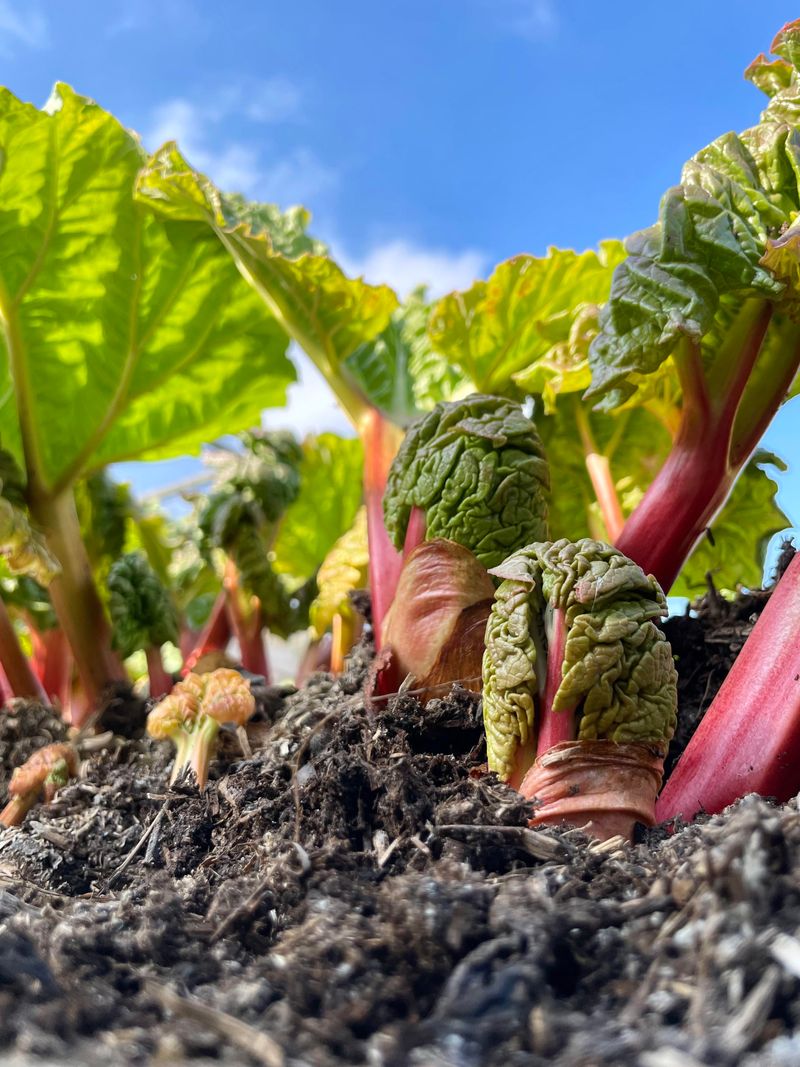 Rhubarb