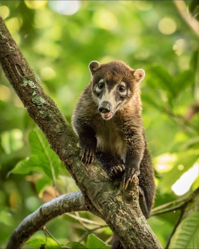 Coati