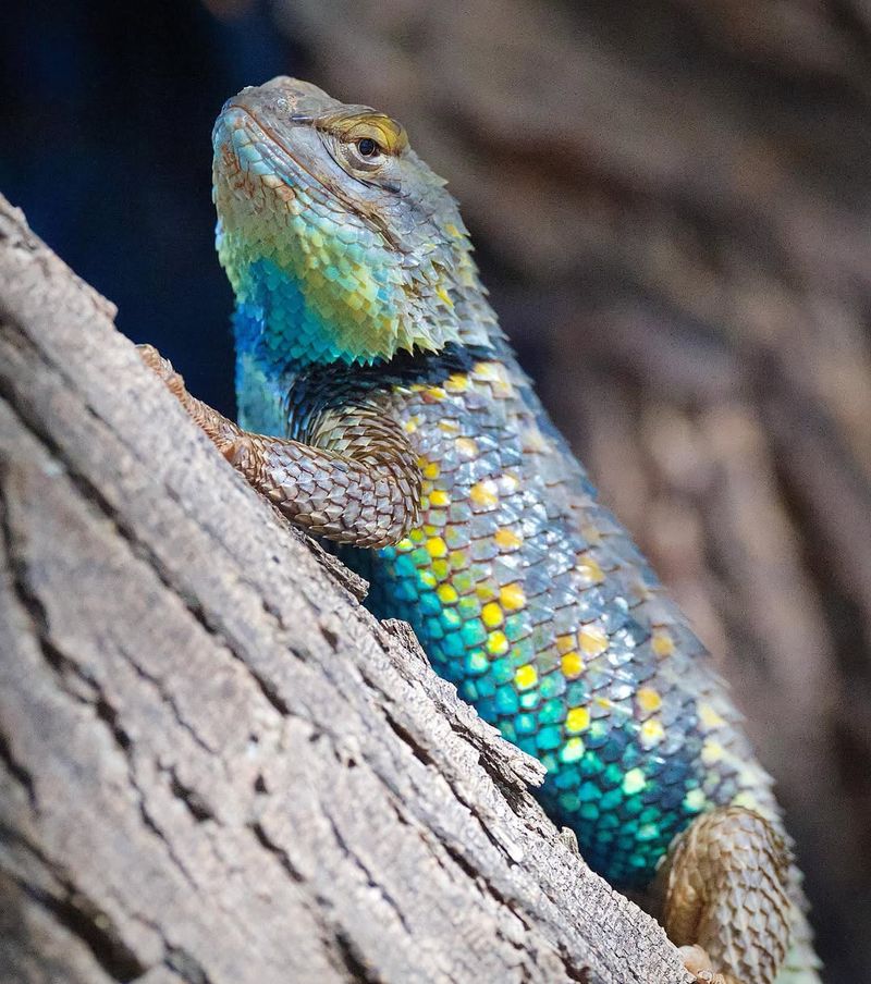 Desert Spiny Lizard