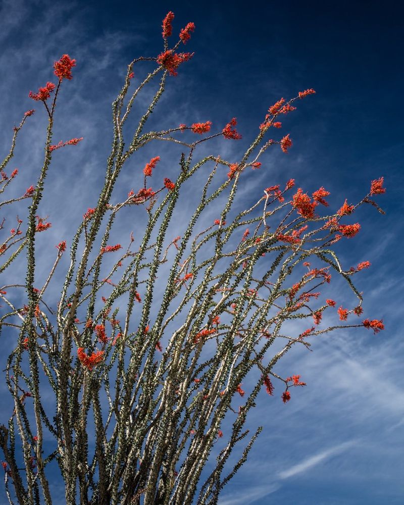 Ocotillo