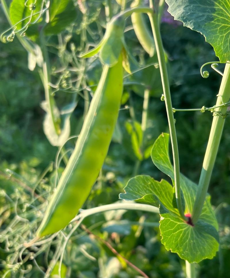 Southern Peas: Drought-Tolerant Legumes