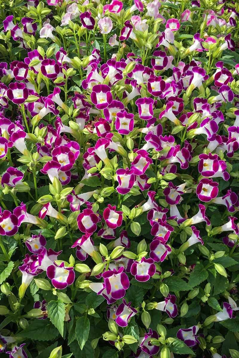 Torenia (Wishbone Flower): Snapdragon's Shade-Loving Cousin