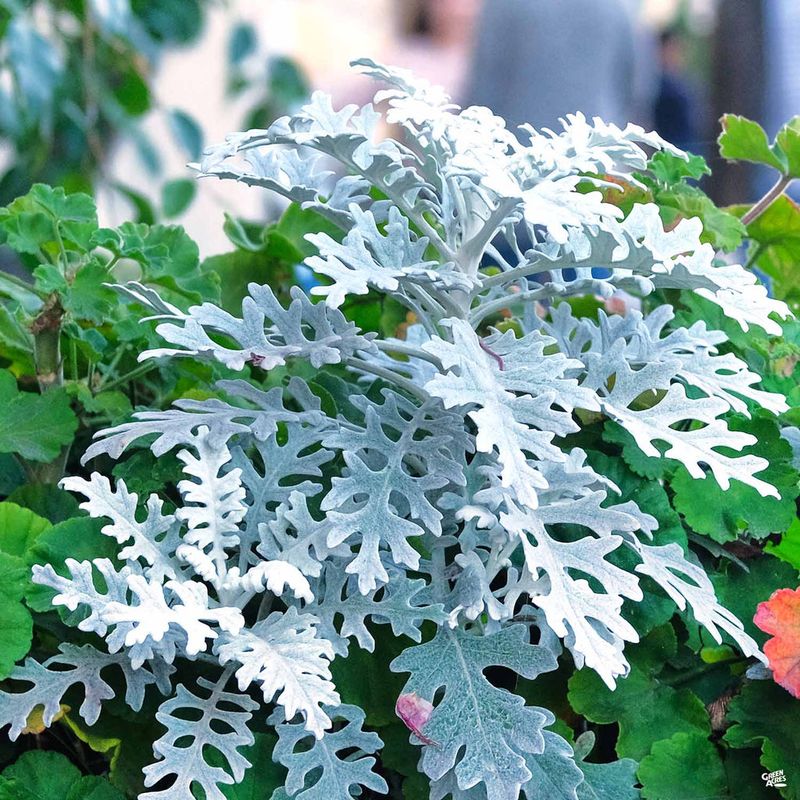 Dusty Miller