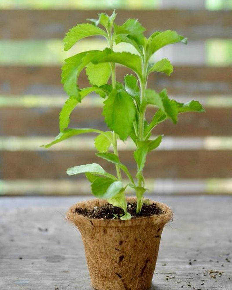 Tender Herbs