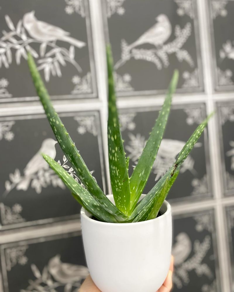 Aloe Vera Multiplication