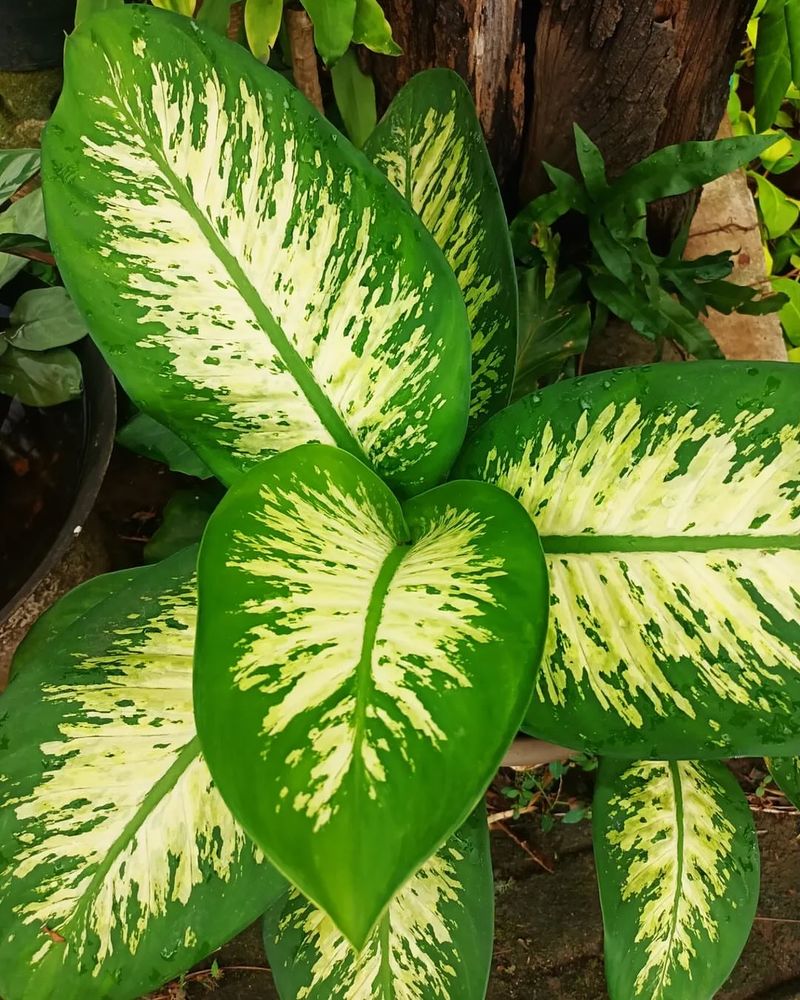 Dieffenbachia (Dieffenbachia seguine)