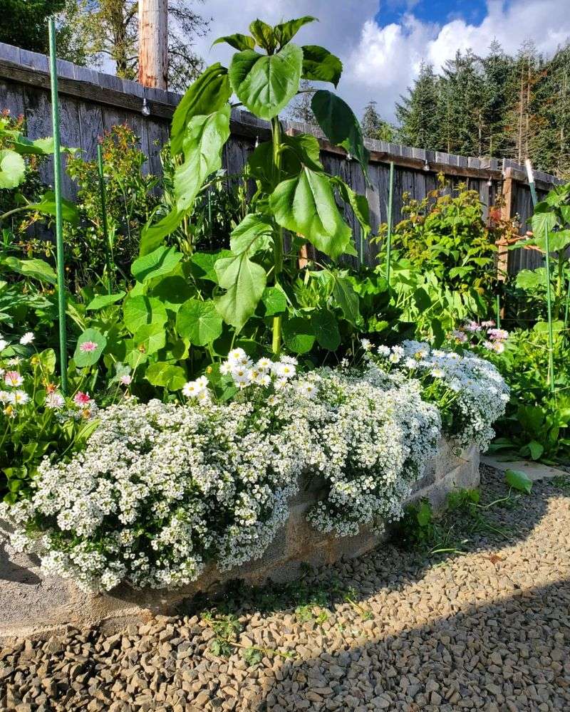 Sweet Alyssum