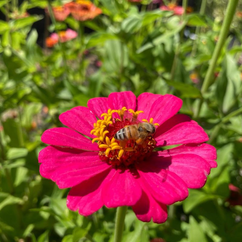 Zinnias Bring Bees to Squash Plants