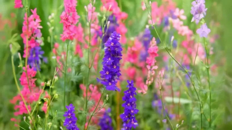 Larkspur For Cottage Garden Charm
