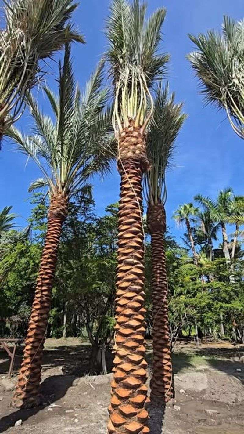 Mediterranean Fan Palm