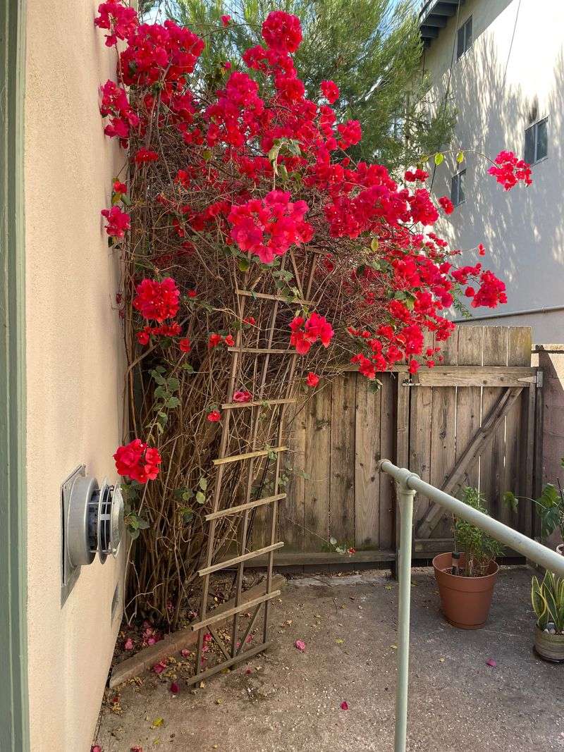 Bougainvillea's Pre-Winter Cleanup
