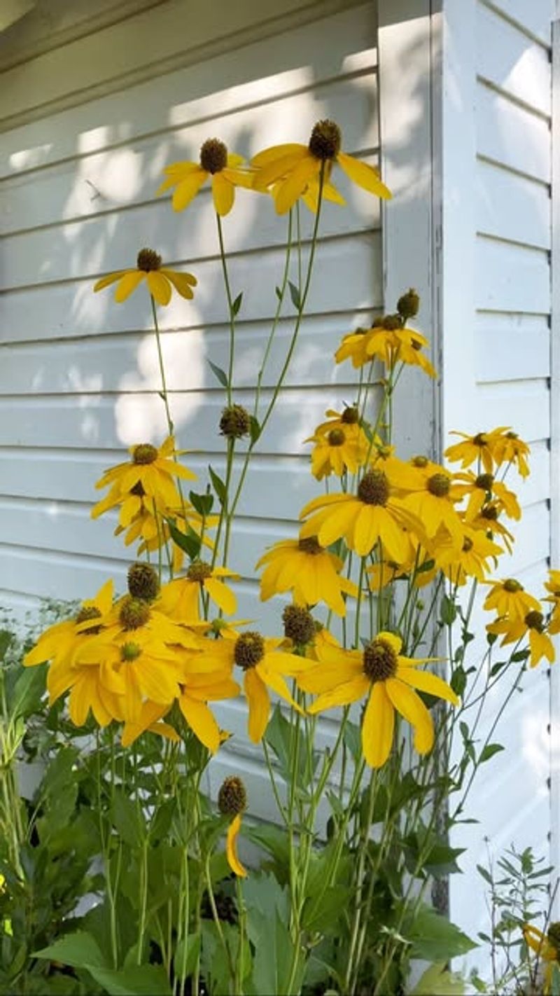 Rudbeckia 'Autumn Sun'