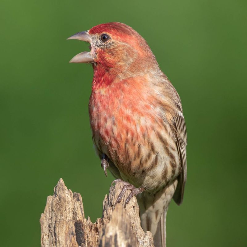 House Finch: The Melodious Berry-Lover