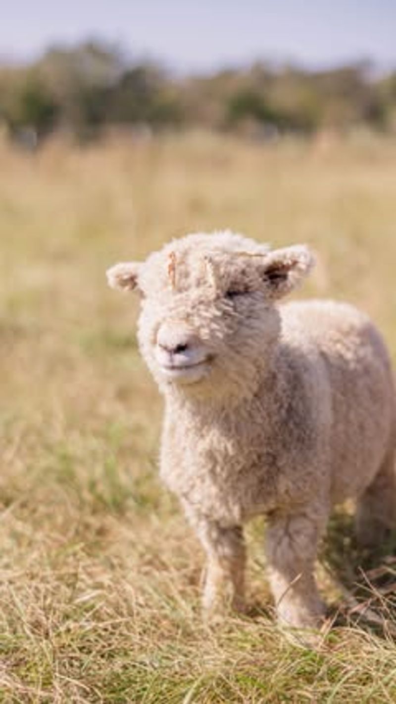 Miniature Sheep