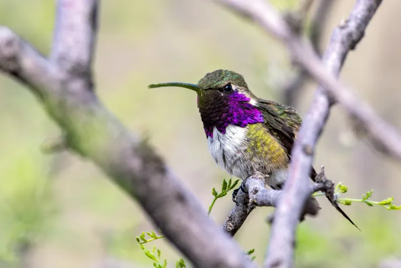 Lucifer Hummingbird