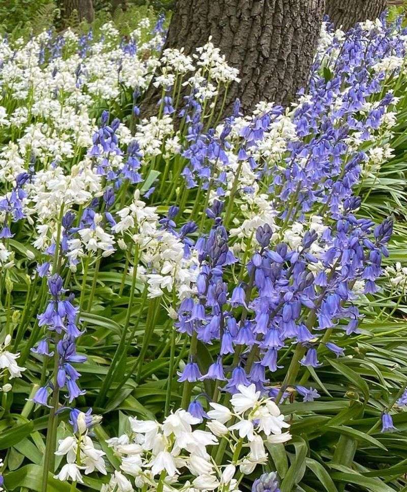 Spanish Bluebells (Hyacinthoides hispanica)