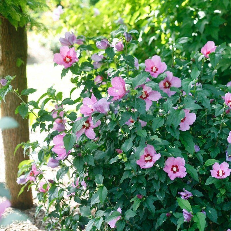 Rose of Sharon For Late Summer Hedgerows