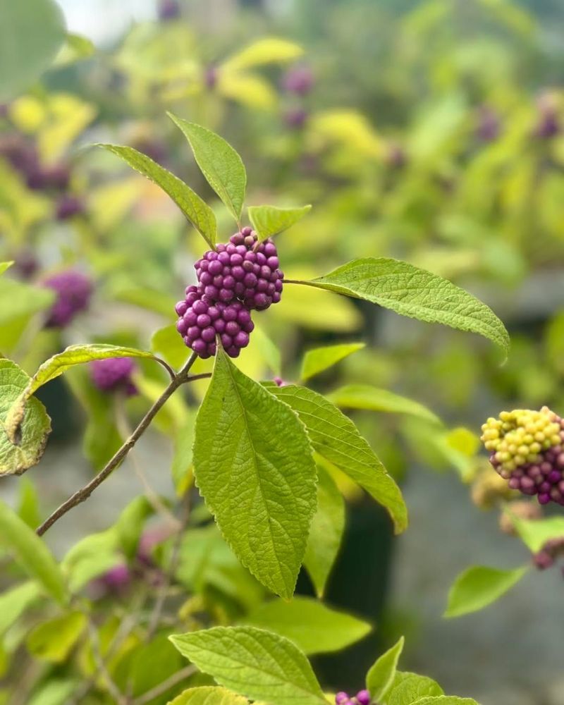 American Beautyberry