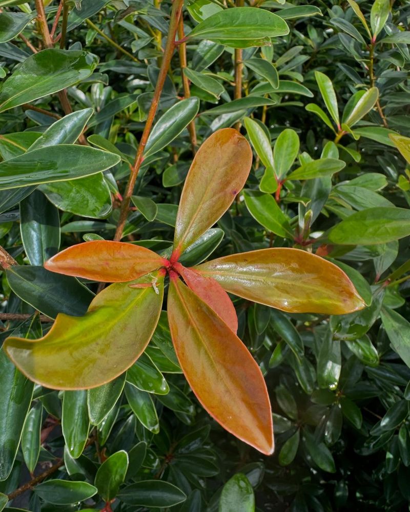 Cleyera Japonica
