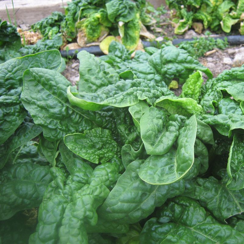 Spinach Seeds